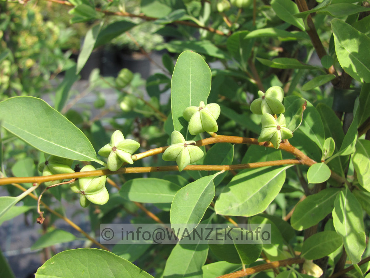 Exochorda macrantha The Bride - Beeren.JPG